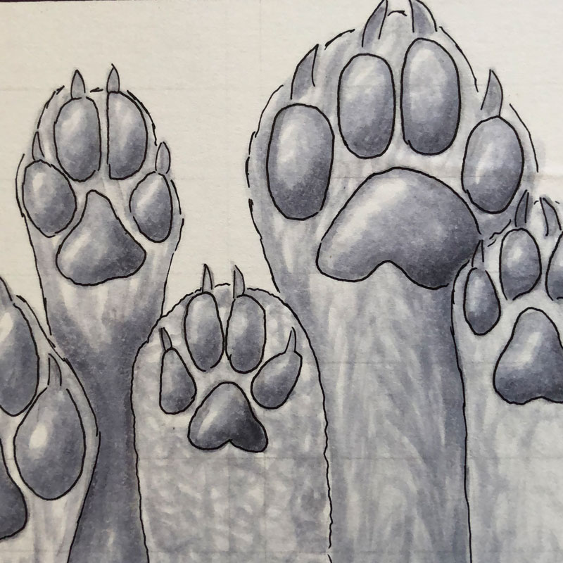draw dog paws