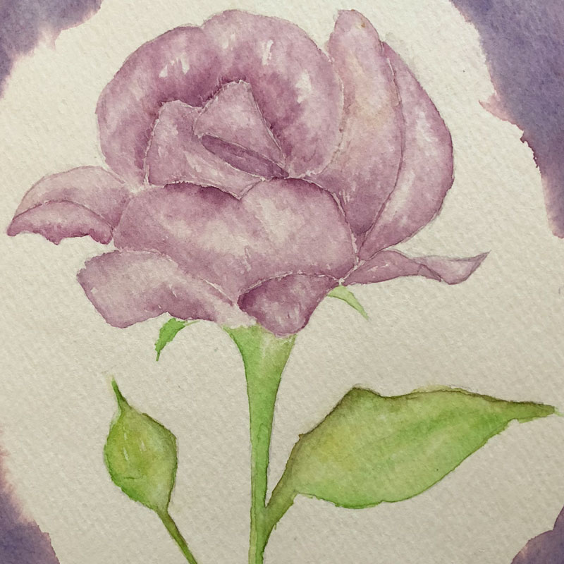 watercolor purple rose